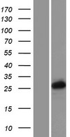 PCGF3 Human Over-expression Lysates NM_006315