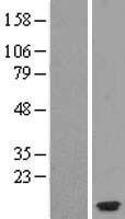 Eotaxin 3 (CCL26) Human Over-expression Lysates NM_006072