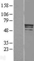 TRIM22 Human Over-expression Lysates NM_006074