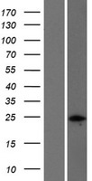 NPM2 Human Over-expression Lysates NM_182795