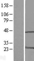 ls010363 hmg20a human over expression lysates nm 018200 wb testing 1
