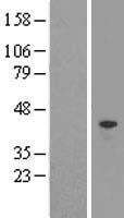 KLF2 Human Over-expression Lysates NM_016270