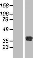 BPNT1 Human Over-expression Lysates NM_006085