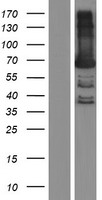 BTN3A3 Human Over-expression Lysates NM_006994