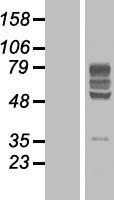 BTN2A2 Human Over-expression Lysates NM_181531