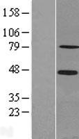 SCML2 Human Over-expression Lysates NM_006089