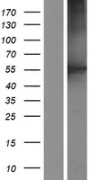 ls010391 coro2b human over expression lysates nm 001190457 wb testing 1