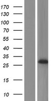 PRG3 Human Over-expression Lysates NM_006093