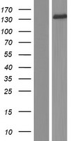 ls010396 atp8a1 human over expression lysates nm 006095 wb testing 1