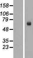 BASP1 Human Over-expression Lysates NM_006317