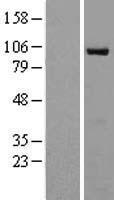 ls010411 epac1 rapgef3 human over expression lysates nm 001098532 wb testing 2