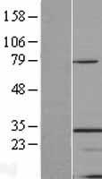 TINP1 (NSA2) Human Over-expression Lysates NM_014886