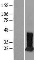 ls010423 cdipt human over expression lysates nm 006319 wb testing 1