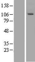 Gamma tubulin complex component 3 (TUBGCP3) Human Over-expression Lysates NM_006322