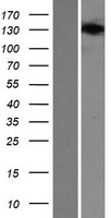 ls010427 sec24b human over expression lysates nm 001042734 wb testing 1