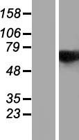 RBM14 Human Over-expression Lysates NM_006328