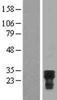 CDC42EP2 Human Over-expression Lysates NM_006779
