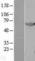 Noelin (OLFM1) Human Over-expression Lysates NM_014279