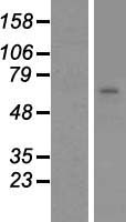 N4BP2L2 Human Over-expression Lysates NM_014887