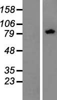 ZYG11BL (ZER1) Human Over-expression Lysates NM_006336