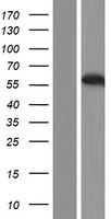 ls010445 mcrs1 human over expression lysates nm 001012300 wb testing 2