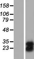FAM3C Human Over-expression Lysates NM_014888