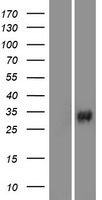 ls010451 vav3 human over expression lysates nm 001079874 wb testing 2