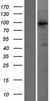 ls010451 vav3 human over expression lysates nm 006113 wb testing 1