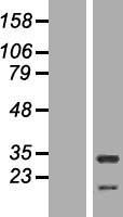 ls010456 hax1 human over expression lysates nm 001018837 wb testing 2
