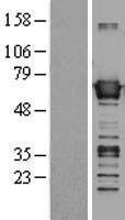 BAIAP2 Human Over-expression Lysates NM_006340