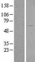 BAIAP2 Human Over-expression Lysates NM_017450