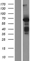 ls010458 baiap2 human over expression lysates nm 017451 wb testing 3