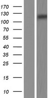 MERTK Human Over-expression Lysates NM_006343