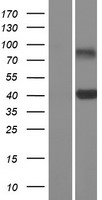 CLEC10A Human Over-expression Lysates NM_006344