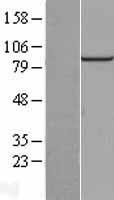 ls010464 c13orf24 pibf1 human over expression lysates nm 006346 wb testing 1