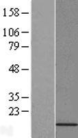 PFD6 (PFDN6) Human Over-expression Lysates NM_014260