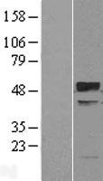 TRIM38 Human Over-expression Lysates NM_006355