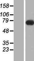 SLC9A6 Human Over-expression Lysates NM_006359