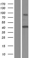 NXF1 Human Over-expression Lysates NM_001081491