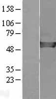 ls010486 cap2 human over expression lysates nm 006366 wb testing 1