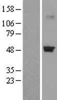 CRTAP Human Over-expression Lysates NM_006371