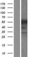 hnRNP Q (SYNCRIP) Human Over-expression Lysates NM_001159673