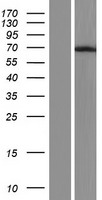 hnRNP Q (SYNCRIP) Human Over-expression Lysates NM_001159675