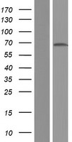 ls010492 hnrnp q syncrip human over expression lysates nm 001159677 wb testing 5