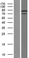 ls010492 hnrnp q syncrip human over expression lysates nm 006372 wb testing 1