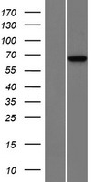 ls010495 enox2 human over expression lysates nm 006375 wb testing 1
