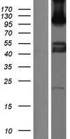 ls010500 sema6c human over expression lysates nm 001178061 wb testing 1