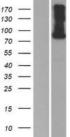 SEMA4F Human Over-expression Lysates NM_004263