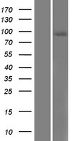 SEMA4B Human Over-expression Lysates NM_020210