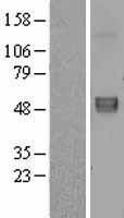 Fibulin 5 (FBLN5) Human Over-expression Lysates NM_006329